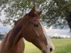 horse Romeo 749 (German Warmblood, 2003, from Rosentänzer)