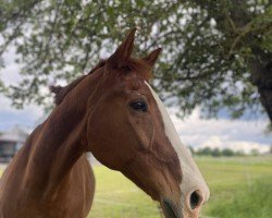 Pferd Romeo 749 (Deutsches Reitpferd, 2003, von Rosentänzer)