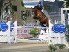 jumper Clear Lord (German Sport Horse, 2015, from Clearline Z)