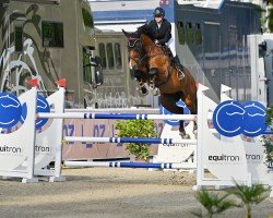 jumper Clear Lord (German Sport Horse, 2015, from Clearline Z)