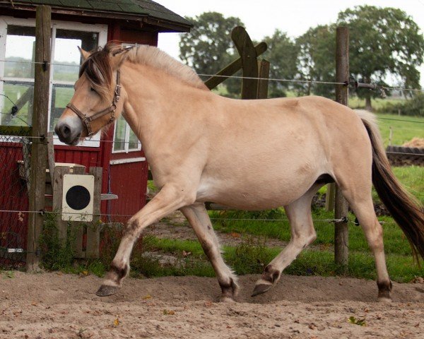 Zuchtstute Virginia van 't Vene (Fjordpferd, 2019, von Kris 20140056)