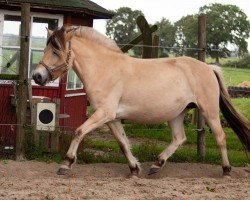 broodmare Virginia van 't Vene (Fjord Horse, 2019, from Kris 20140056)