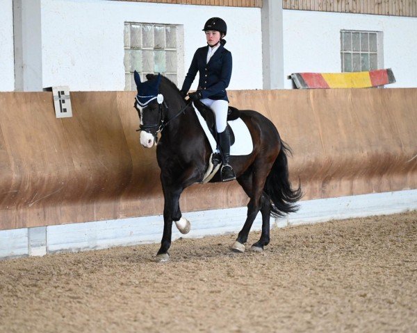 dressage horse Conservado (Pony without race description, 2009)