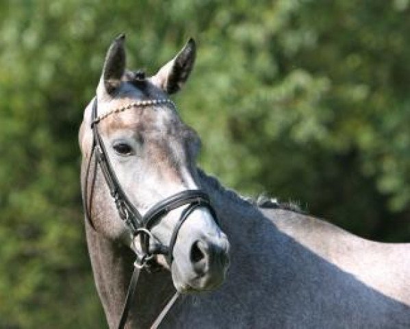 Zuchtstute Gräfin Amelie (Trakehner, 2012, von Interconti)