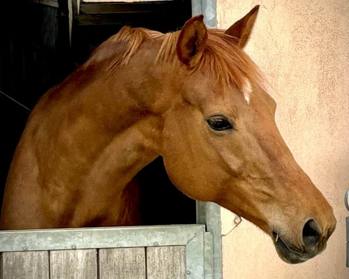dressage horse Penny Lane 391 (Hanoverian, 2008)