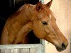 dressage horse Penny Lane 391 (Hanoverian, 2008)