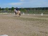 dressage horse Skwanto (Fjord Horse, 2005, from Skjöld)