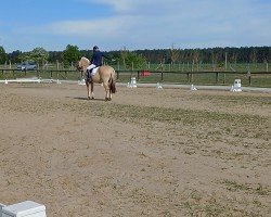 dressage horse Skwanto (Fjord Horse, 2005, from Skjöld)