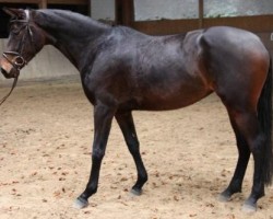 broodmare VIP (Trakehner, 2012, from Kentucky)