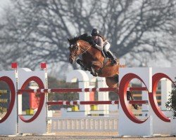 jumper Cody LH (German Warmblood, 2016, from Carpe-Diem 2)