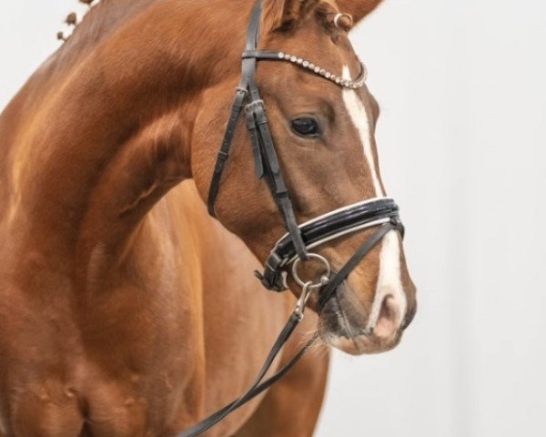 Dressurpferd Now or Never TO (Deutsches Reitpony, 2021, von FS Next Diamond)