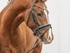 Dressurpferd Now or Never TO (Deutsches Reitpony, 2021, von FS Next Diamond)