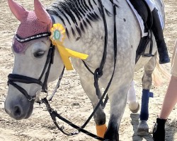 horse Olly´s Pride (Connemara Pony, 2012, from Knockillaree Tomas)