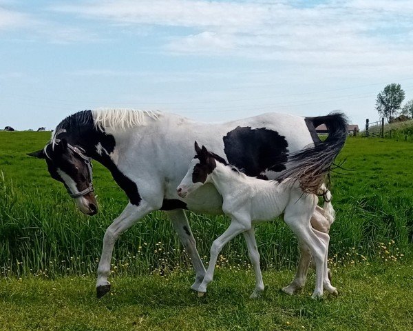 broodmare Letizia N (German Riding Pony,  , from Graffiti)