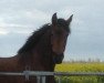 broodmare Alessia Sue (Trakehner, 2012, from Impetus)