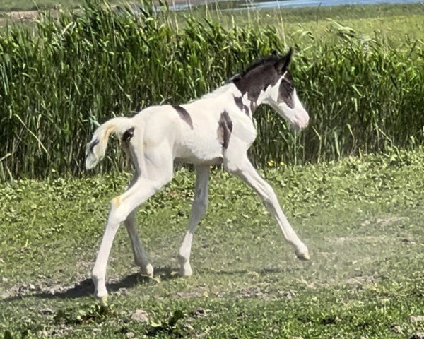 foal by Limited Blue vom Haimoordeich (German Riding Pony, 2024, from Phw's Grandios)