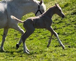 foal by Mitten ins Herz vom Haimoordeich (German Riding Pony, 2024, from Painted Desert)