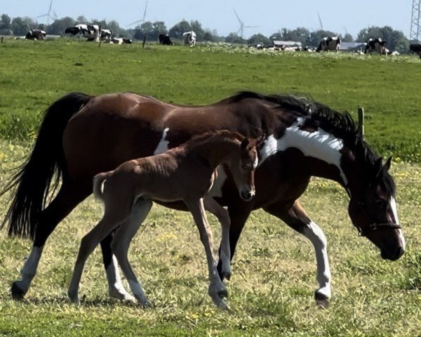 foal by Mérida vom Haimoordeich (German Riding Pony, 2024, from Grando)