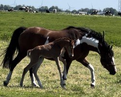 Fohlen von Mérida vom Haimoordeich (Deutsches Reitpony, 2024, von Grando)