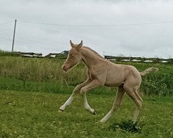 Fohlen von Earl of Angels vom Haimoordeich (Deutsches Reitpony, 2024, von Expecto Patronum 3)