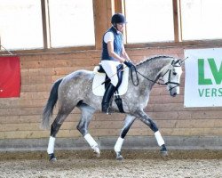 broodmare Lena Luna (Trakehner, 2010, from Münchhausen)