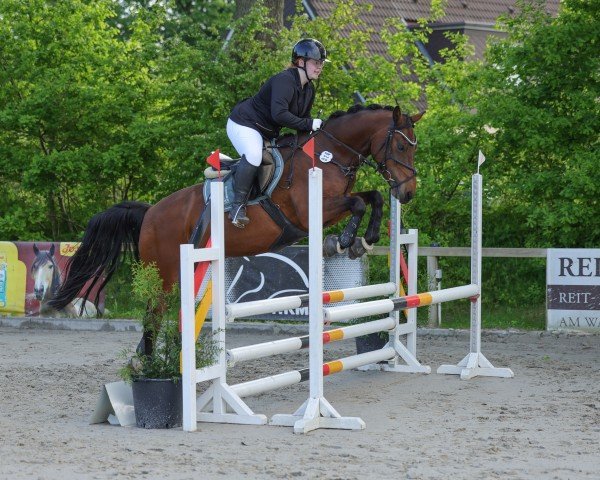 dressage horse Norder's Uno (German Riding Pony, 2013, from Fs Numero Uno)