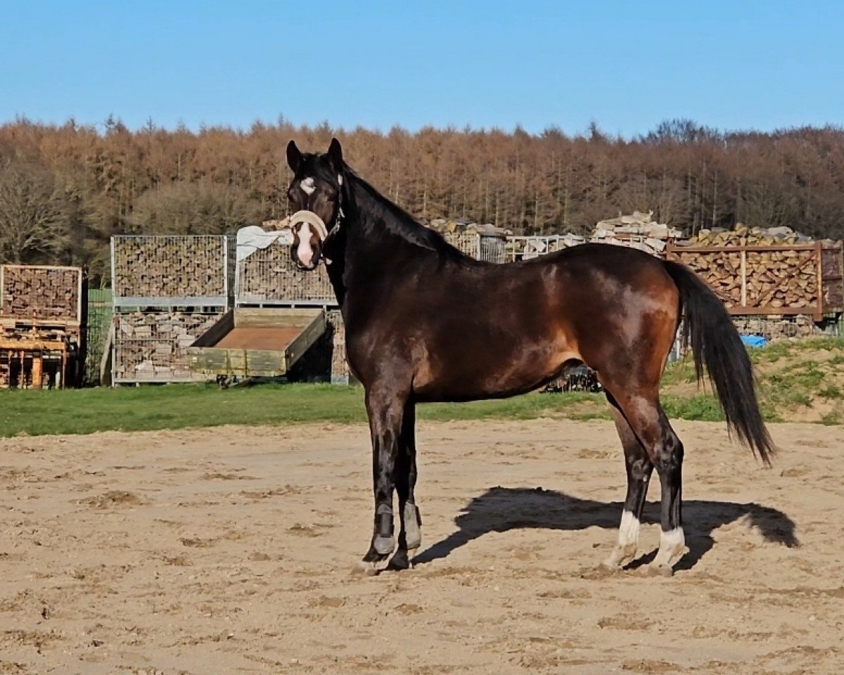 Springpferd Conthina PB (Mecklenburger, 2022, von Chaccothage Blue PS)