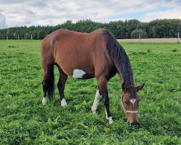 broodmare Fanta (Hanoverian, 2013, from Farian)