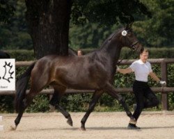 broodmare Ulana (Trakehner, 1998, from Louidor)