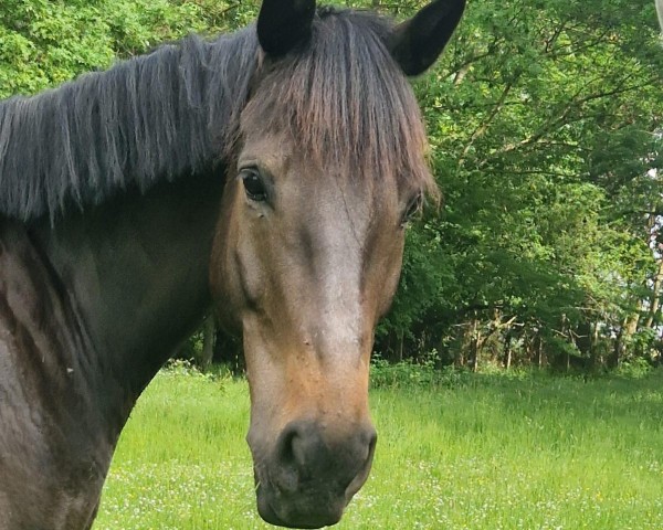 Springpferd Laconti 2 (Deutsches Sportpferd, 2017, von Landrebell)