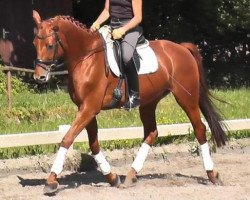 dressage horse Möllendorf (Trakehner, 2006, from Le Rouge 7)