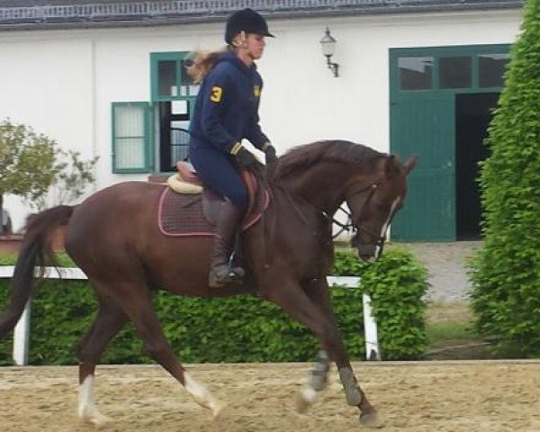 Geländepferd Helmar 2 (Trakehner, 2011, von Phlox)