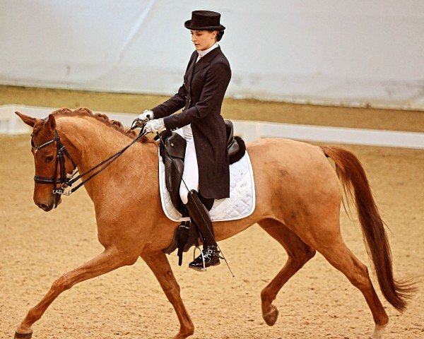 dressage horse Lilly Rose Jdh (Oldenburg, 2016)