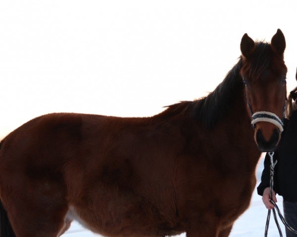 Springpferd Sissi (Trakehner, 2022, von Fantome d'Abdullah)