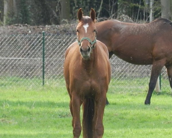 Springpferd Greta Weissena MR (Rheinländer, 2009, von Gribaldi)