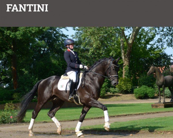 stallion Fantini (Danish Warmblood, 2015, from Blue Hors First Choice)