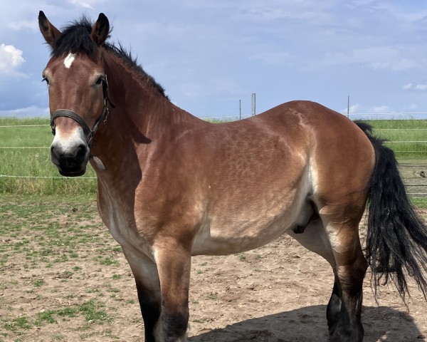 Pferd Fritz von Flemming / Ultimo (Rheinisch-Deutsches Kaltblut, 2019, von Flemming)