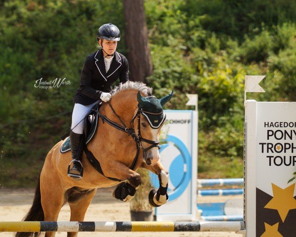 jumper Arvalon Golden Armani (Welsh-Cob (Sek. D), 2017, from Llanmorlais Express)