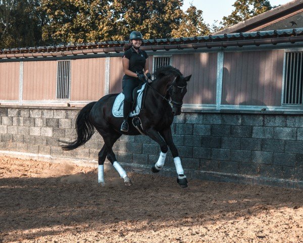 dressage horse Scarlet Witch (Hanoverian, 2018, from Blue Hors St. Schufro)