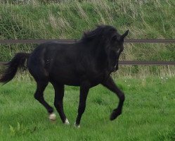 dressage horse Icon Larkshill (KWPN (Royal Dutch Sporthorse), 2013, from Negro)