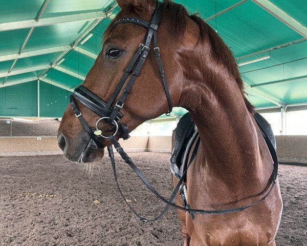 dressage horse Felix (Westphalian, 2019, from For Final)