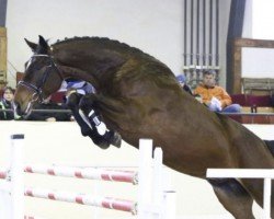 jumper Cinna S (German Sport Horse, 2012, from Casdorff)