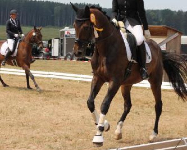 Springpferd Masterpiece 9 (Trakehner, 2012, von Cadeau)