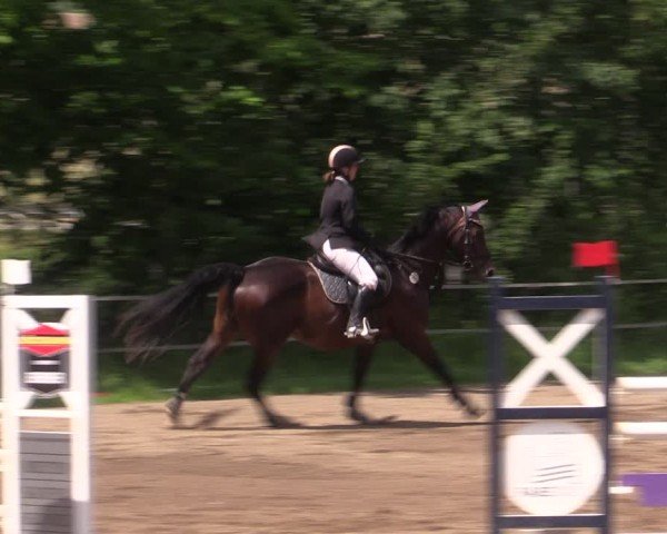 Reitturnier Lgl.-Oberhain, B95 2024