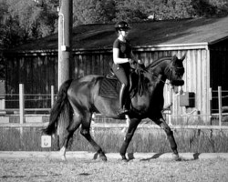 Springpferd Lisaido (Lettisches Warmblut, 2017, von Livingstons)