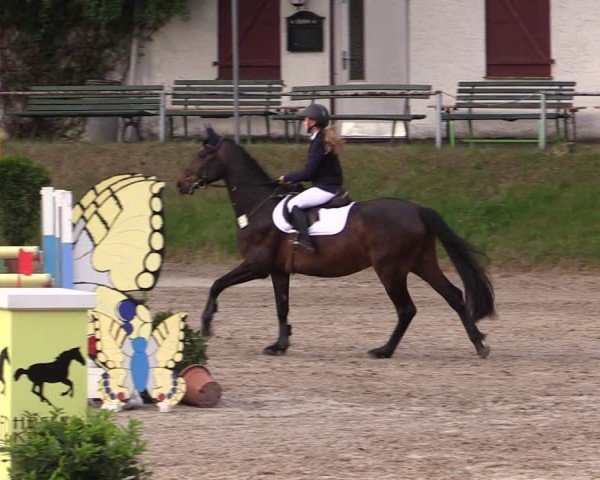 Reitturnier Lgl.-Oberhain, B95 2024