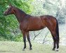 dressage horse Courinna (Trakehner, 2012, from Herbstkönig 2)