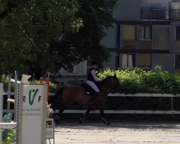 Reitturnier Stadt Bregenz 2024