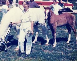 dressage horse Schönweils Diamant (German Riding Pony, 1994, from Dempsy Denny S)