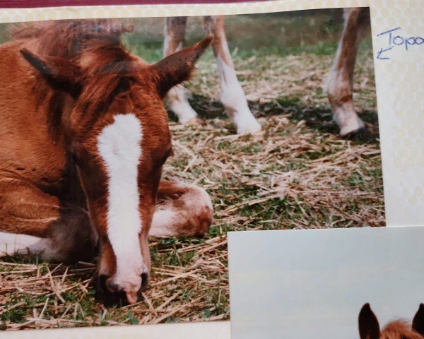 Pferd Schönweils Topaz (Deutsches Reitpony, 1992, von Turbo S)